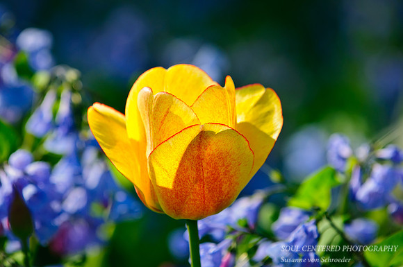 Tulip yellow