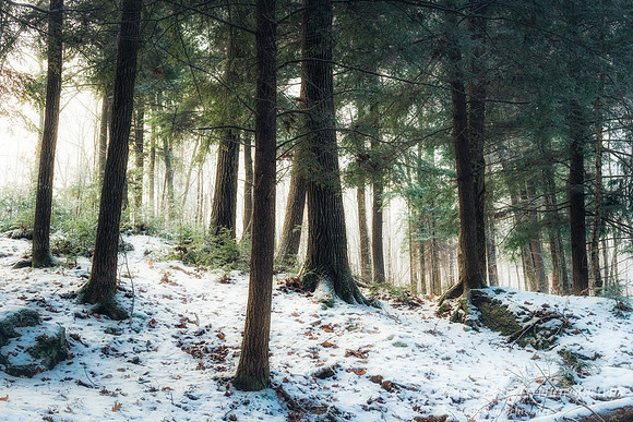 Hemlock forest