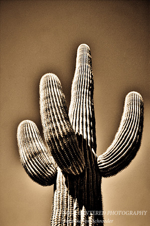 Saguaro B&W 3