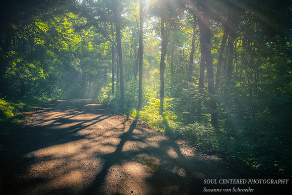 Magical summer forest 2