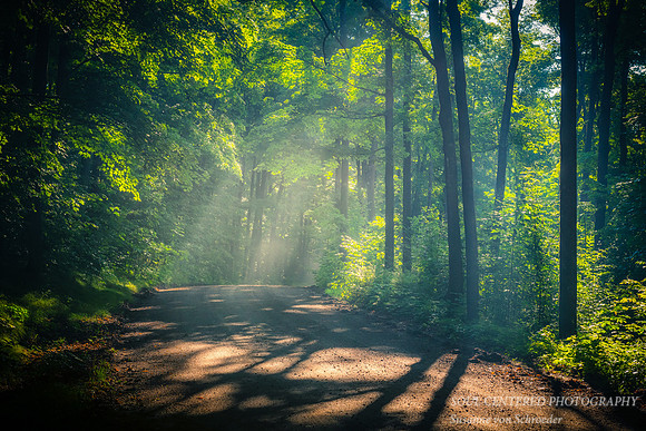 Magical summer forest 3