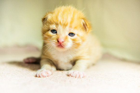 Kitten, Surya 2