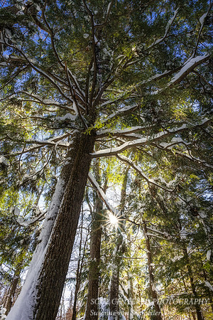Under a Hemlock tree