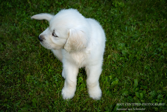 No?  Shanti, 9 weeks 8