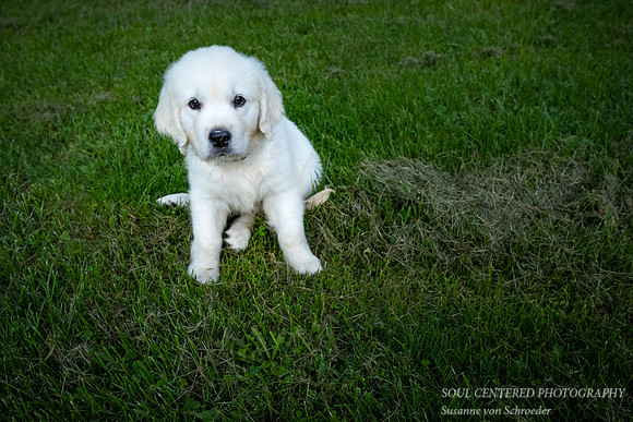 Shanti, 9 weeks 3