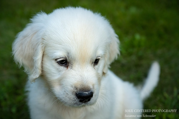 Shanti, 9 weeks 5