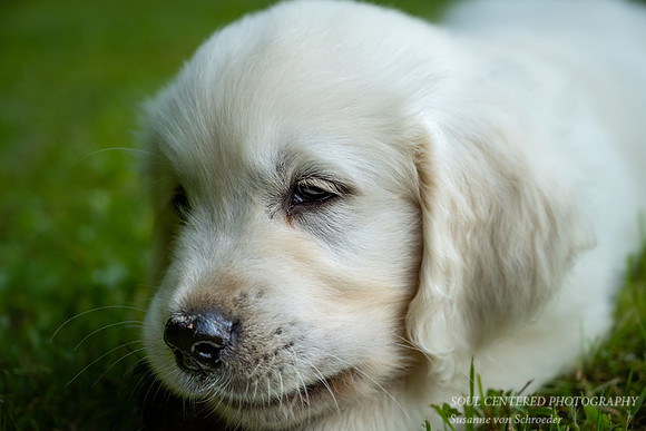 Shanti, 9 weeks 4