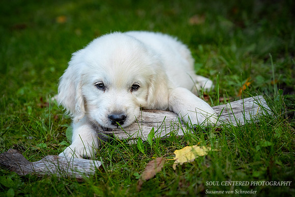 Shanti, 9 weeks 11