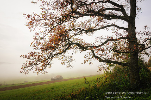 Autumn tree w. barn, Germany