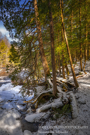 Cedar trees at Red Granite Falls, March '25