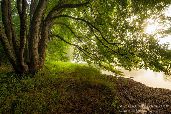 Foggy morning at the Chippewa River, Maple tree clump