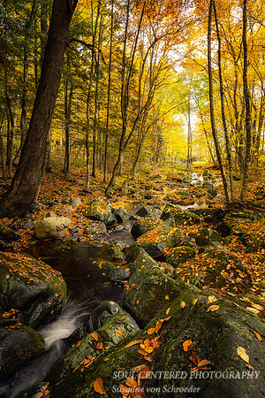 Creek and autumn leaves 2021, 1