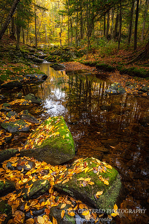 Creek and autumn leaves 2021, 2
