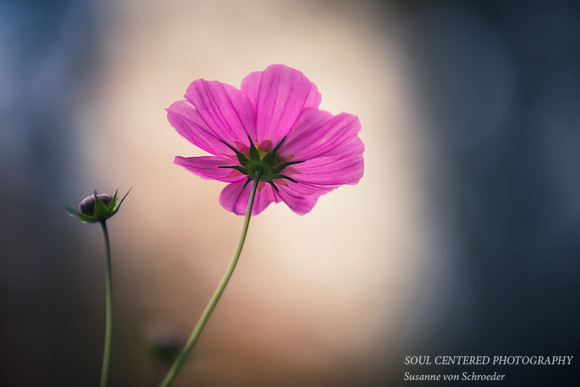 Cosmos, light