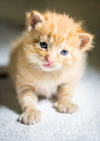 Kitten, Little Buddha 3