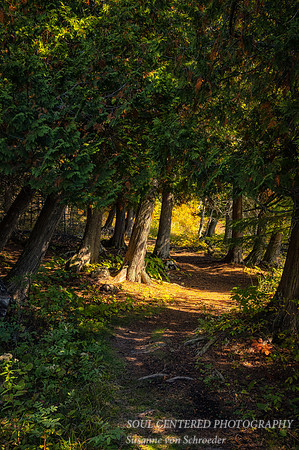 Path amongst Cedar Trees