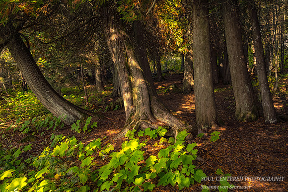 Group of Cedar Trees, fall 2021