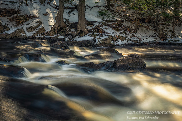 Cedar trees along Tyler Fork 2