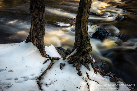 Cedar trees along Tyler Fork, close-up