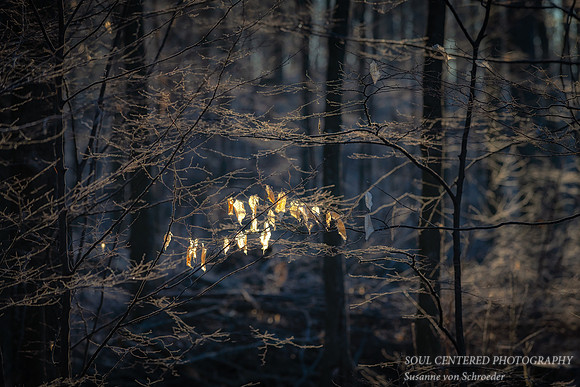 A light in the forest