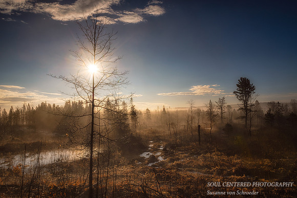 Spring mood with fog
