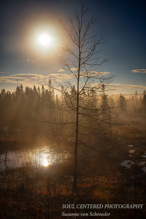 Spring mood with fog 1