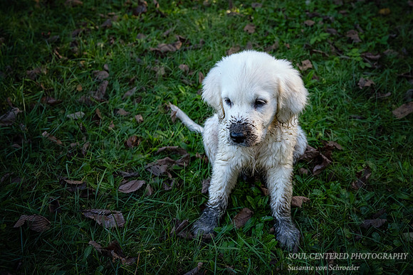 Mud Puppy