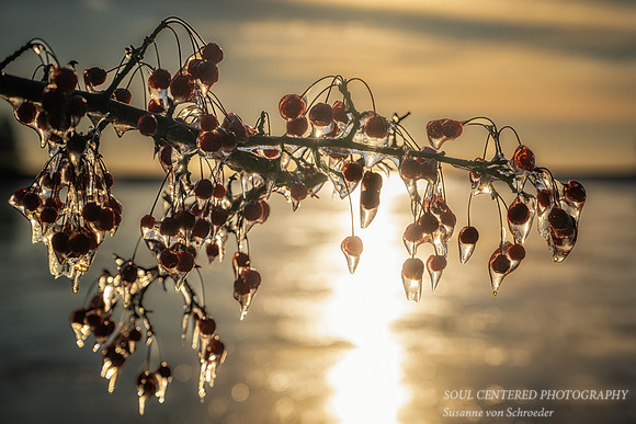 Crabapples covered in ice, Grand Marais, MN