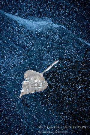 Blue Ice with Aspen leaf