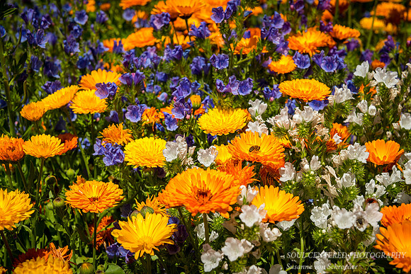 Calendulas