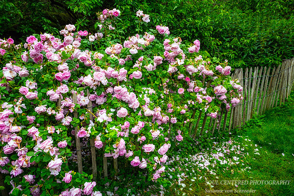 Pink Roses over fence