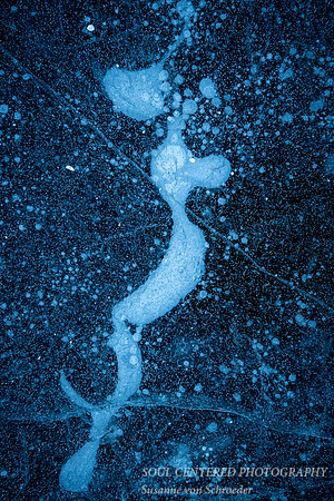 Blue Ice "Seahorse"
