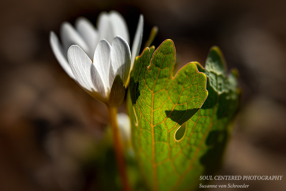 Bloodroot & leaf, 2019