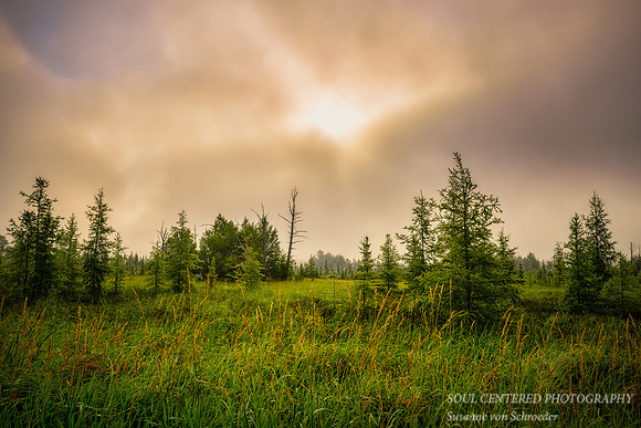 Foggy summer morning