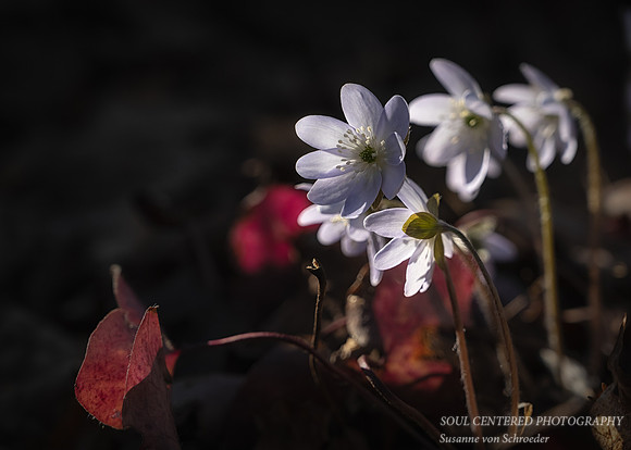 Hepaticas, white