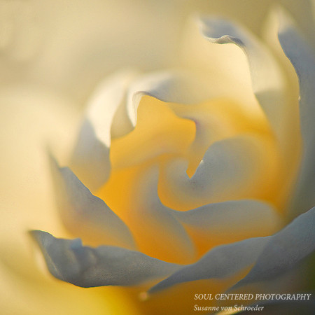Magnolia, soft square