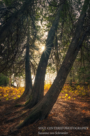 Cedar Trees, November 2021 1
