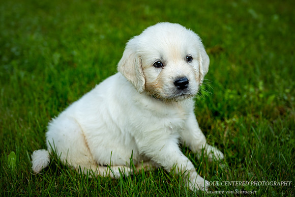 Shanti, 8 weeks 2