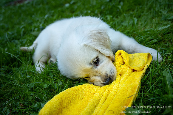 Shanti, yellow cloth 3
