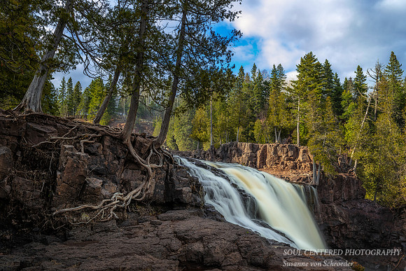 At Gooseberry falls, roots 2