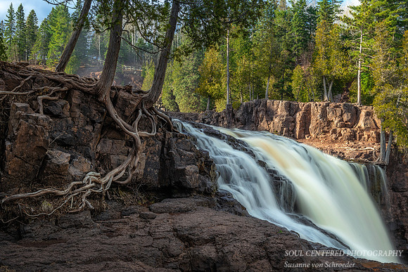 At Gooseberry falls, roots 1