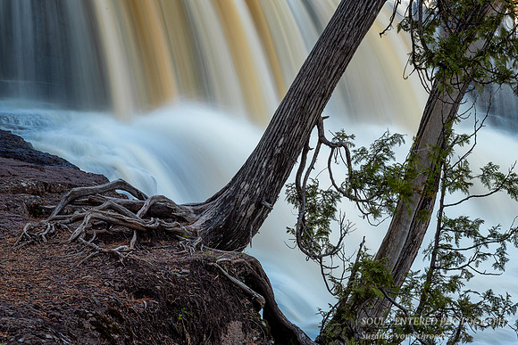 Gooseberry Falls with Cedar trees, close-up