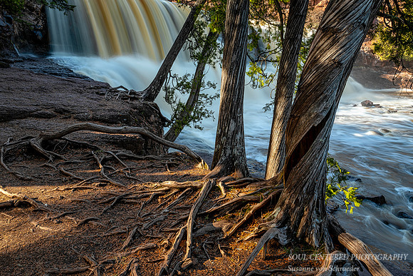 Gooseberry Falls with twisted Cedar tree