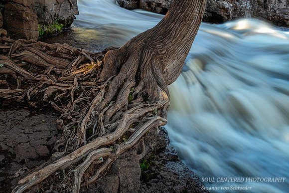 Cedar Tree roots, close-up
