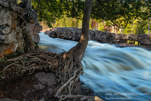 Cedar Tree along Gooseberry Falls