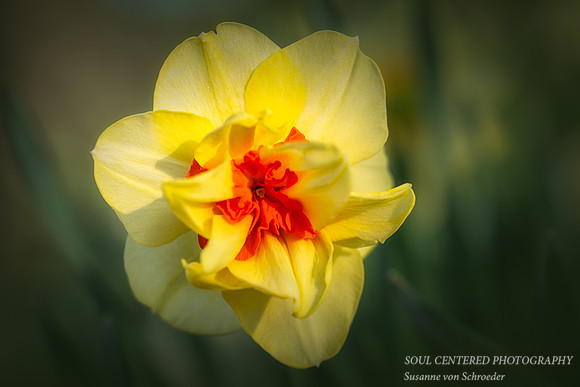 Yellow Daffodil, double flower