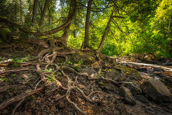 Tree Roots, Cascade river 2