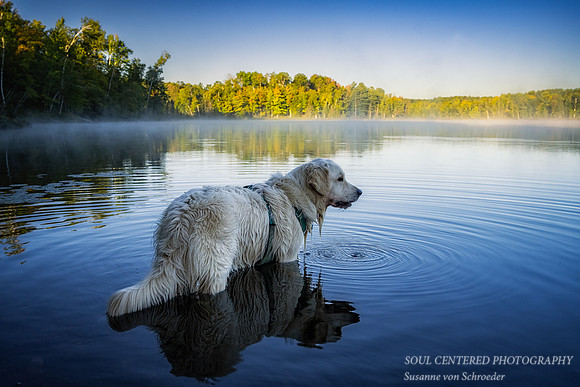 Shanti in Audie Lake, end August '23 1
