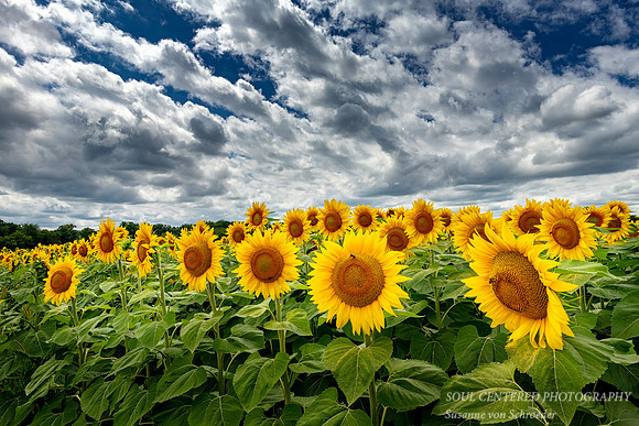 Field of sunflowers 2