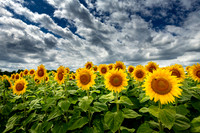 Flower Photography
